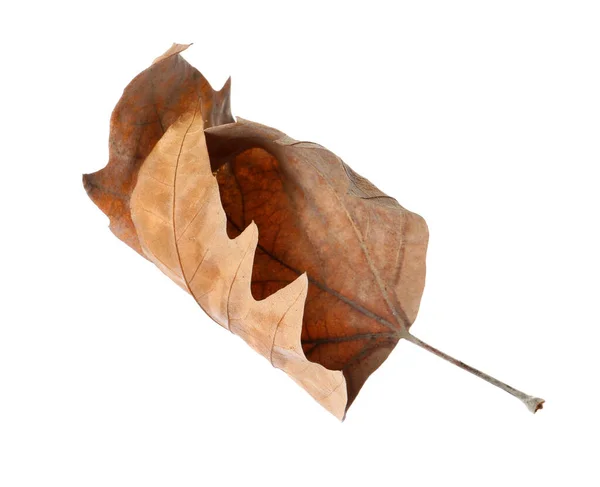 Dry Leaf Isolated White Autumn Season — Stock Photo, Image