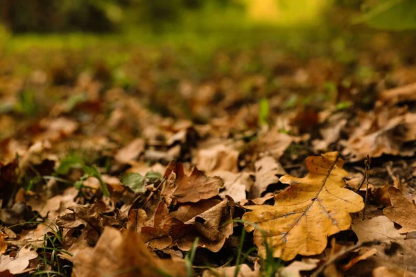 Folhas Brilhantes Chão Floresta Dia Outono Close — Fotografia de Stock
