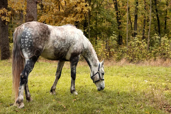 Kůň Uzdou Parku Podzim — Stock fotografie
