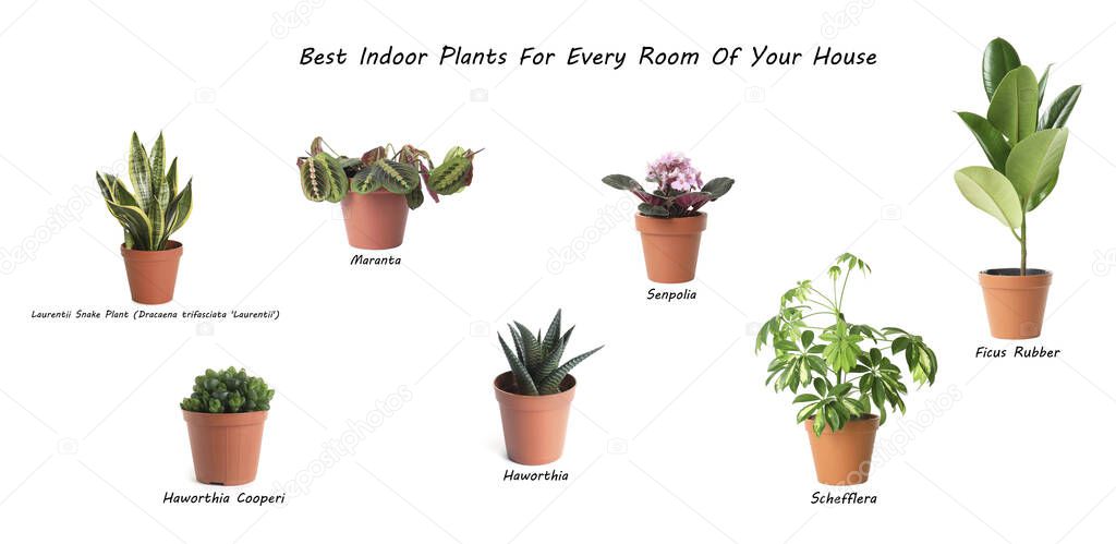 Set of best house plants on white background. Banner design