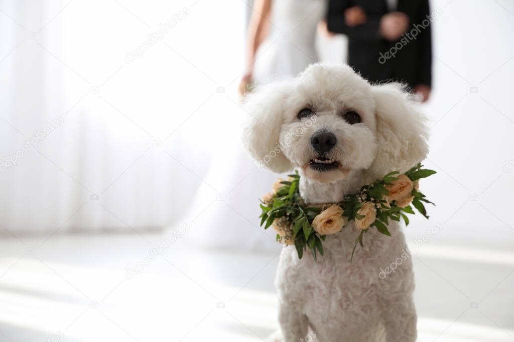 Adorable Bichon wearing wreath made of beautiful flowers on wedding. Space for text