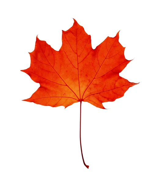 Beautiful Red Maple Leaf Isolated White Autumn Season — Stock Photo, Image