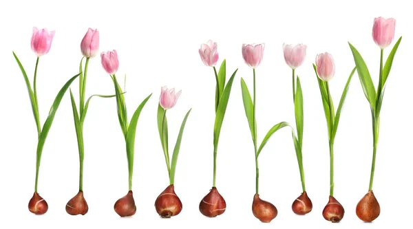 Zestaw Tulipanów Żarówkami Białym Tle — Zdjęcie stockowe