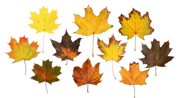 Conjunto Hojas Otoño Sobre Fondo Blanco Diseño Banner — Foto de Stock