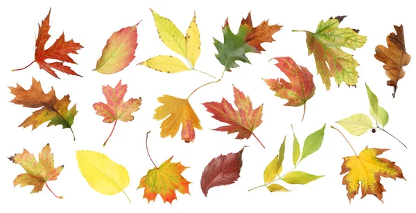 Set Different Autumn Leaves White Background Banner Design — Stock Photo, Image
