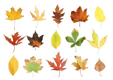 Beyaz arkaplanda farklı sonbahar yaprakları 