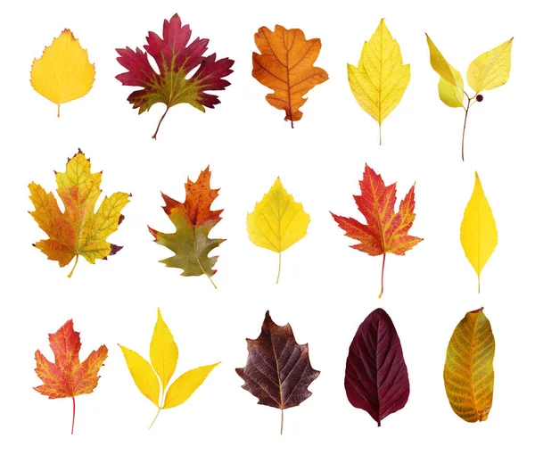 Conjunto Diferentes Hojas Otoño Sobre Fondo Blanco — Foto de Stock