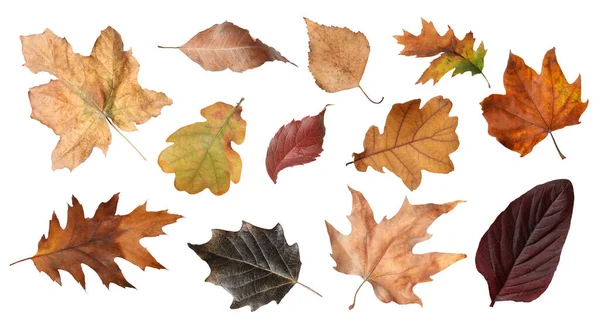 Set Aus Verschiedenen Herbstblättern Auf Weißem Hintergrund — Stockfoto