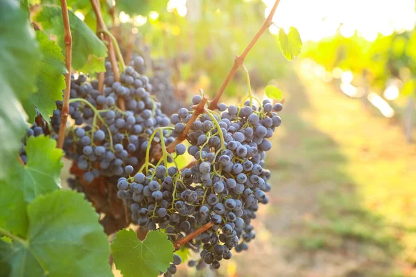 Deliciosas Uvas Maduras Viñedo Temporada Cosecha — Foto de Stock