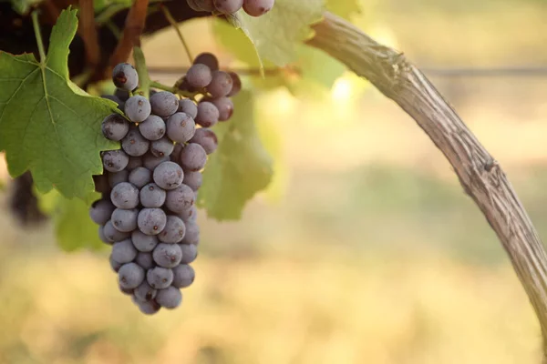 Anggur Matang Lezat Kebun Anggur Musim Panen — Stok Foto