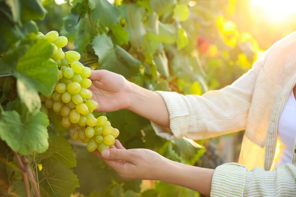 Donna Che Raccoglie Uva Matura Vigna Primo Piano — Foto Stock