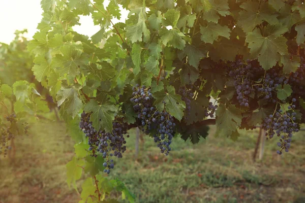 Heerlijke Rijpe Druiven Wijngaard Oogstseizoen — Stockfoto