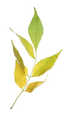 Beyaz yapraklı ince dal. Sonbahar mevsimi