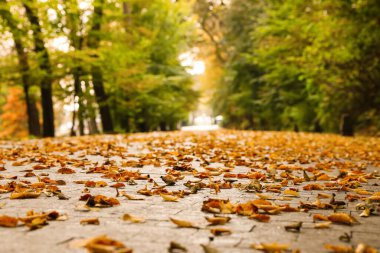 Sonbahar parkı manzarası, düşen kuru yapraklara odaklan.