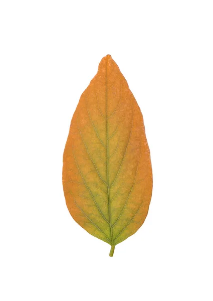 Красивый Лист Изолированный Белом Осенний Сезон — стоковое фото