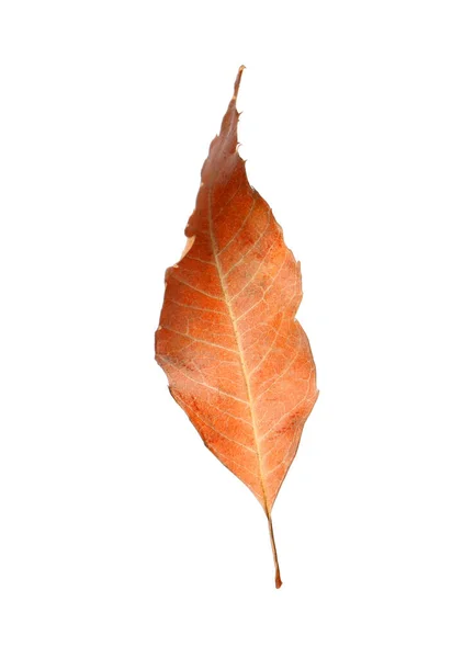 Schöne Blatt Isoliert Auf Weiß Herbstzeit — Stockfoto