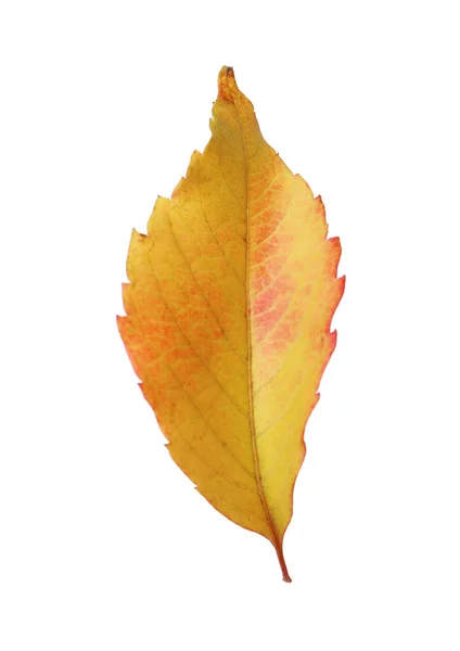 Красивый Лист Изолированный Белом Осенний Сезон — стоковое фото