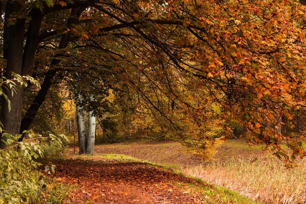 Schöne Aussicht Auf Wald Mit Bäumen Herbsttag — Stockfoto