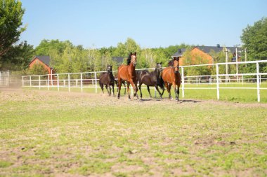 Güneşli bir günde çayırdaki körfez atları. Güzel hayvanlar.