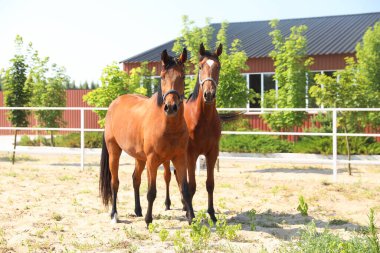 Güneşli bir günde çayırdaki körfez atları. Güzel hayvanlar.