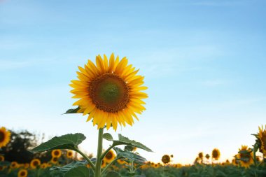 Gün batımında sarı ayçiçekleri olan güzel bir tarla manzarası
