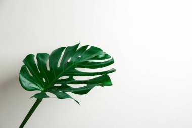 Beyaz arka planda güzel bir canavar yaprağı. Tropik bitki