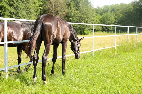 Donkere Laurierpaarden Paddock Zonnige Dag Mooie Huisdieren — Stockfoto