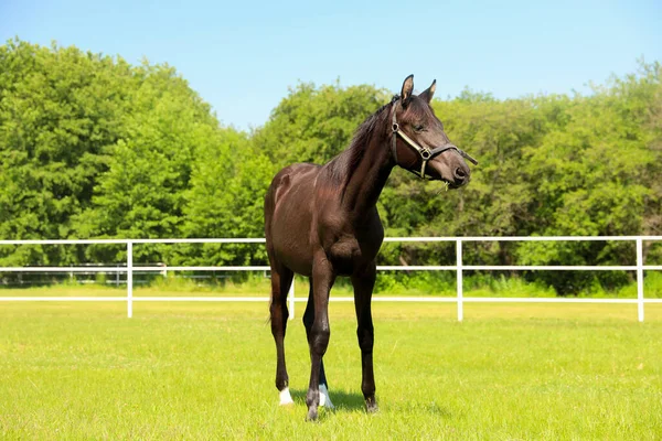 Cheval Baie Sombre Dans Paddock Par Une Journée Ensoleillée Bel — Photo