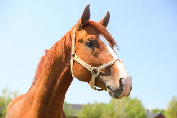 Kasztanowy Koń Świeżym Powietrzu Słoneczny Dzień Piękny Zwierzak — Zdjęcie stockowe