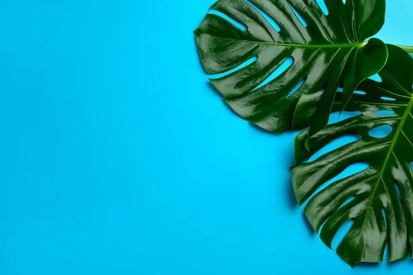 Hermosas Hojas Monstera Sobre Fondo Azul Plano Yacía Con Espacio — Foto de Stock