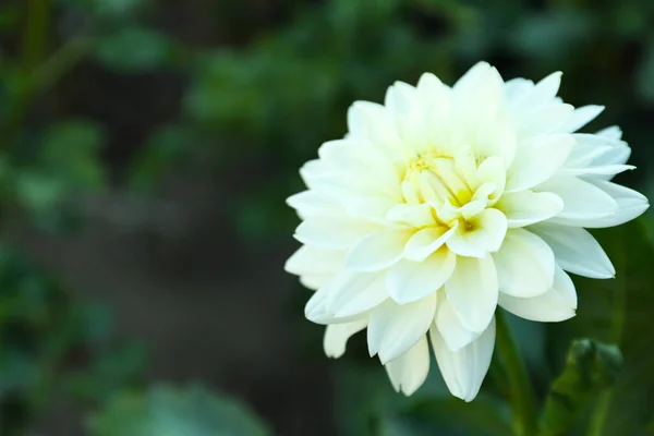 Belle Fleur Dahlia Blanche Fleurs Dans Jardin — Photo