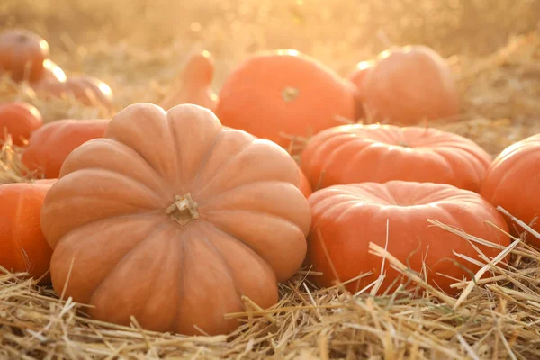 Citrouilles Orange Mûres Parmi Paille Dans Champ — Photo