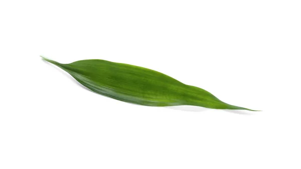 Φύλλα Πράσινου Τζίντζερ Απομονωμένα Λευκό — Φωτογραφία Αρχείου