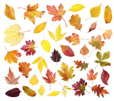 Beyaz arkaplanda farklı sonbahar yaprakları 