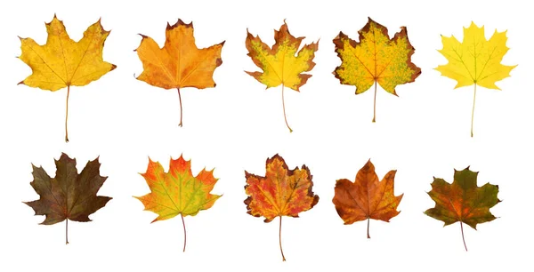 Set Autumn Leaves White Background Banner Design — Stock Photo, Image