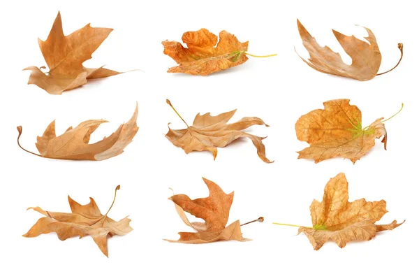 Set Dry Autumn Leaves White Background — Stock Photo, Image