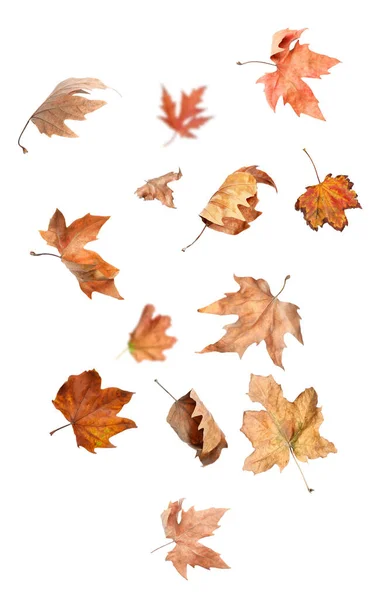 Beautiful Autumn Leaves Falling White Background — Stock Photo, Image