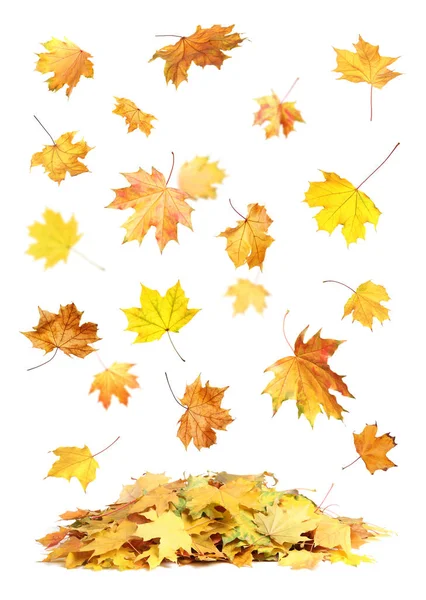 Beautiful Autumn Leaves Falling White Background — Stock Photo, Image