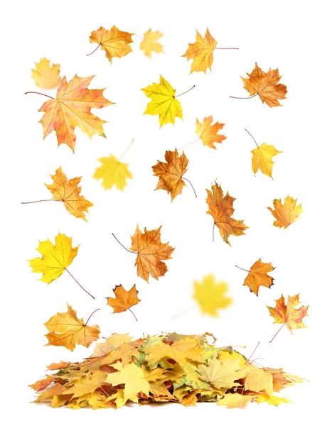 Hermosas Hojas Otoño Cayendo Sobre Fondo Blanco — Foto de Stock