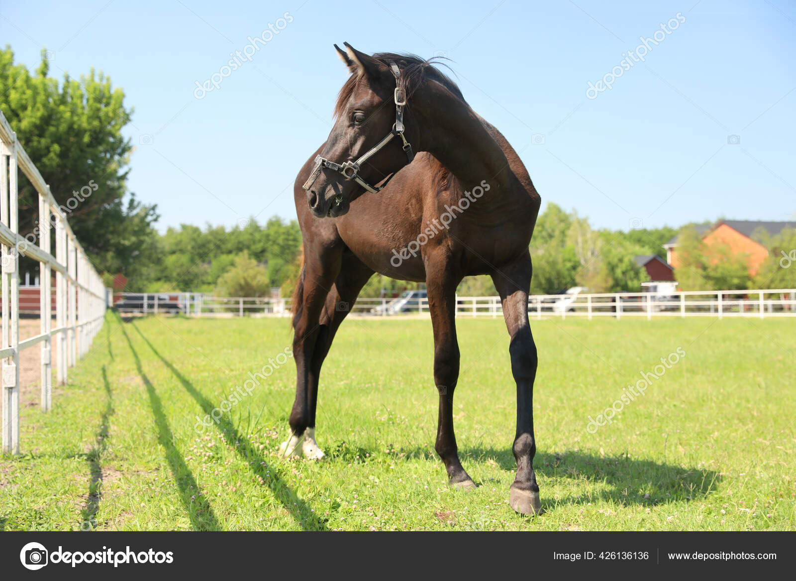 Dark Bay Horse Paddock Sunny Day Beautiful Pet Stock Photo by