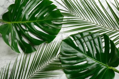 Beyaz mermer zemin üzerinde güzel canavarlar ve palmiye yaprakları, düz bir zemin. Tropik bitkiler