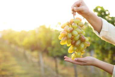 Üzüm bağında olgun üzümlerden oluşan bir küme tutan kadın, yakın plan.