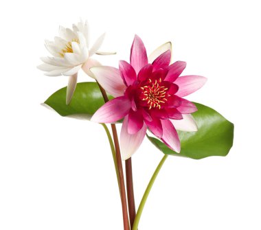 Beyaz yapraklı güzel nilüfer çiçekleri.