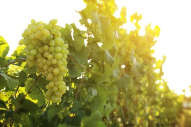 Üzüm bağında lezzetli olgun üzümler. Hasat mevsimi