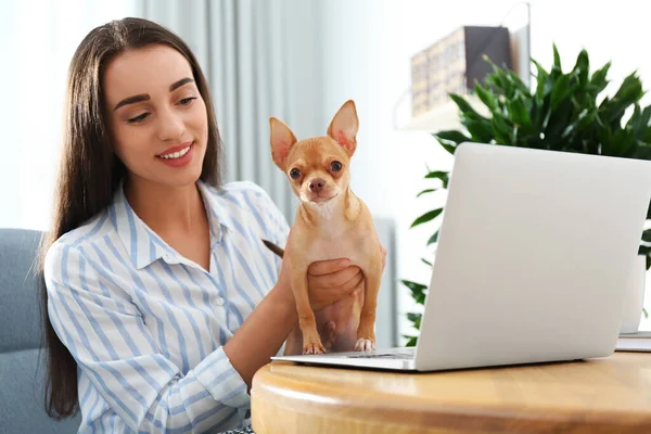 テーブルでラップトップ上で動作Chihuahuaと若い女性 ホームオフィスのコンセプト — ストック写真