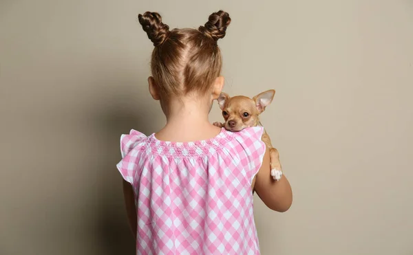 Gri Arka Planda Chihuahua Köpeği Olan Küçük Bir Kız Çocukluk — Stok fotoğraf