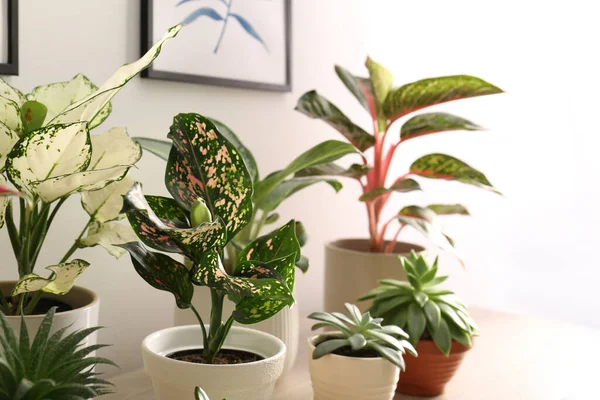 Collection Plantes Exotiques Avec Belles Feuilles Intérieur — Photo