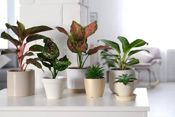 Collection Plantes Exotiques Avec Belles Feuilles Intérieur — Photo