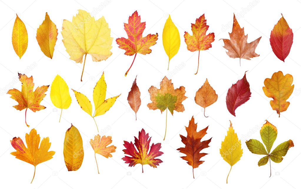 Set of different autumn leaves on white background 