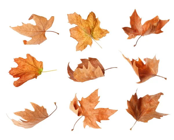 Ensemble Feuilles Automne Sèches Sur Fond Blanc — Photo